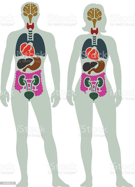 Human Internal Organ Diagram Stock Illustration Download Image Now