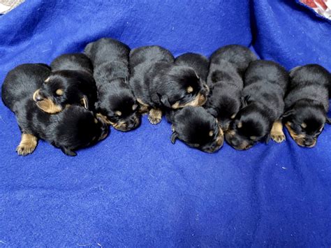 All guardian rottweiler puppies, youth and adults are fed exclusively a raw and fresh foods diet. Rottweiler Puppies For Sale | Lynchburg, VA #319322