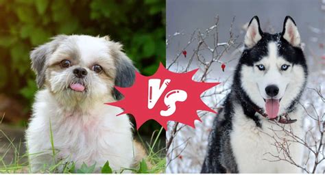 Shih Tzu Husky Mix Ultimate Guide Metawoofs