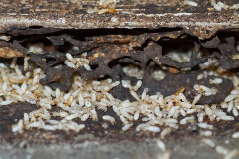 How To Determine Age Of Termite Damage Pest Wisdom