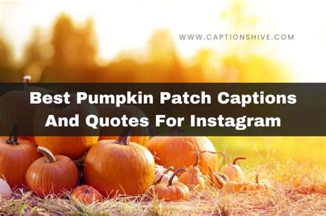 300 Best Pumpkin Patch Captions And Quotes For Instagram