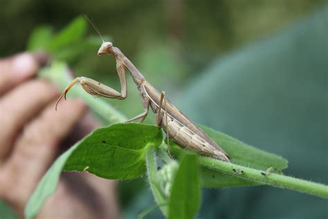 Found This Pregnant Praying Mantis In Our Garden Praying Mantis Pray