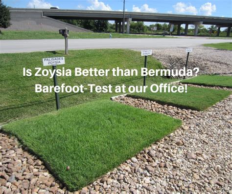 Is unclear, but documents dating back to 1807 show it was already established as one of the primary grasses in. Is Zoysia Better than Bermuda Grass - Houston Pearland ...