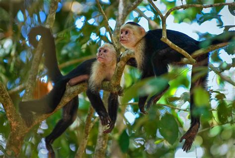 The White Faced Capuchin Monkey Of Costa Rica