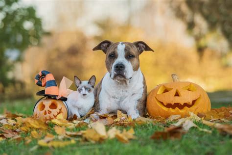 Halloween Safety Tips For Your Pets Humane Society London And Middlesex