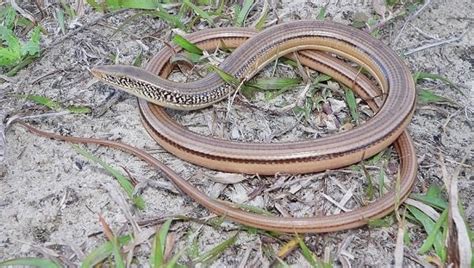 No i believe it is an island glass lizard, he was on a beach next to a bay in florida. 15 Florida Lizards That Are Native to the Sunshine State ...