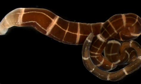 Scientists Find Worms That Recently Evolved The Ability To