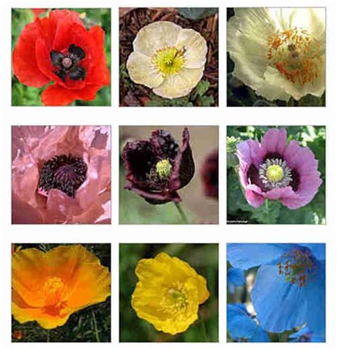 Discover Different Kinds Of Poppies Hubpages