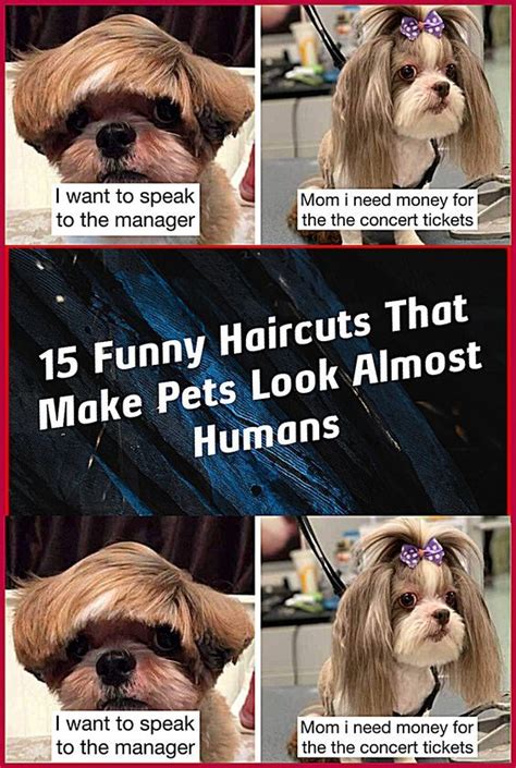 15 Funny Haircuts That Make Pets Look Almost Humans Artofit