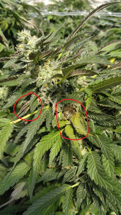 This Is Bud Rot If You See Discoloration Like This You Can Still