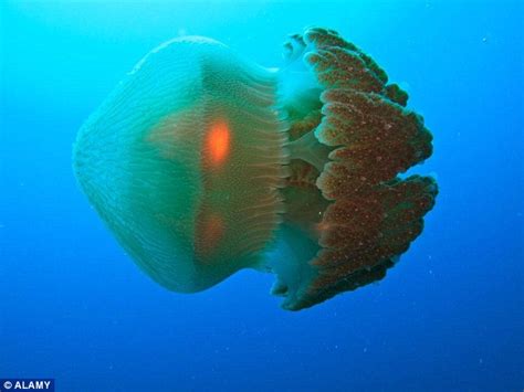 Deadly Jellyfish With Tentacles The Length Of Five London Buses Spotted Around The English Coast
