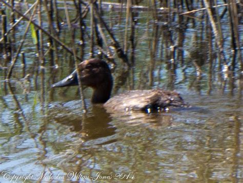 Pochard Porrón Común Project Noah