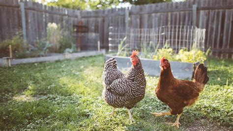 Salmonella Outbreak Connected To Backyard Poultry Sickens More Than 1000 Across 49 States Cdc