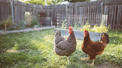 Salmonella infection (salmonellosis) is a common bacterial disease that affects the intestinal tract. Salmonella outbreak connected to backyard poultry expands ...
