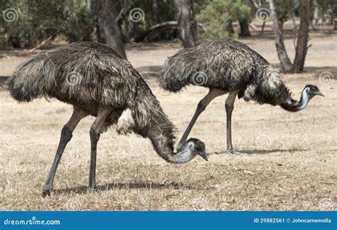 Emus Stock Image Image Of Nature Flightless Queensland 29882561