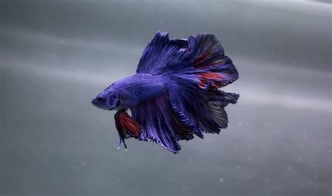 Purple Betta Fish A Stunning Addition To Your Aquarium