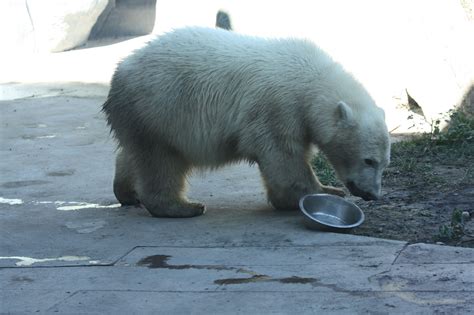 Discover the exotic exhibits from west lowland gorillas to polar bears the zoo is major tourist attraction of toronto and provides a unique wildlife experience with lots of fun and knowledge. baby polar bear at Toronto zoo | Polar bear, Baby polar ...