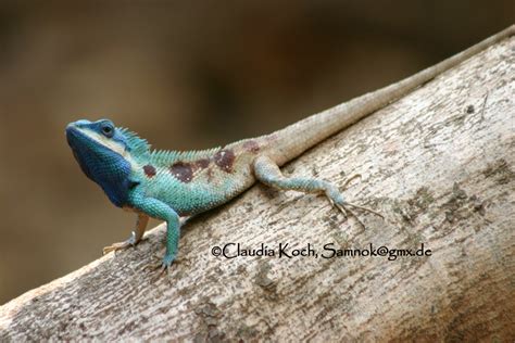 Calphotos Calotes Mystaceus Blue Crested Lizard