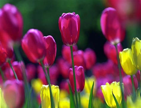 Free Download Spring Tulips Ipad Mini Wallpaper Flowers Ipad Mini