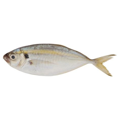 Permintaan yang banyak dan harga yang cukup tinggi akan mendorong peningkatan penangkapan pada ikan ini… Ikan Selar Kuning - Tesco Groceries