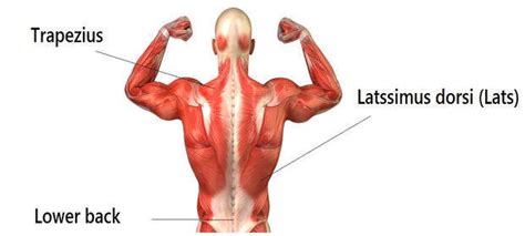 The illustration below shows some of the muscles of the lower extremity. Get a sculpted back with weight training - Read Health ...