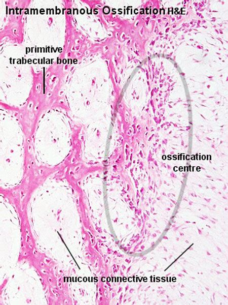 Bone Histology - Embryology