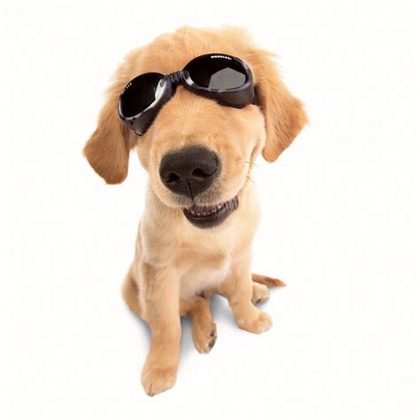 Doggles Protective Eyewear For Your Dog Dog Sunglasses Dog Goggles