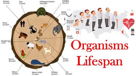 Lifespan Of Animals And Organisms