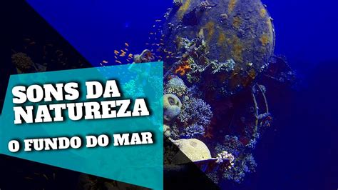 Musica relaxante tranquil music sound of… Música Relaxante e Fundo do Mar 🎵 Acalmar a Mente - YouTube