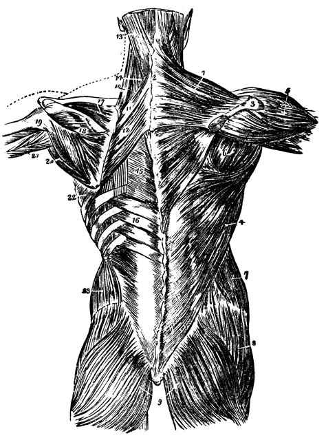 The vertebral column runs the length of the back and creates a central area of recession. Back Muscles | ClipArt ETC