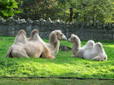 Giraffes live in habitats where the available food varies throughout the year. Camel - Bactrian Camel Information for Kids