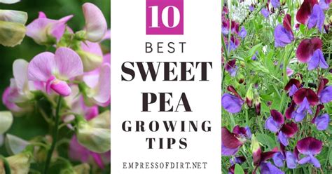 10 Best Tips For Growing Sweet Peas Empress Of Dirt
