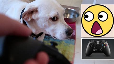 Dogs Take Xbox One Controller Perros 小狗 कुत्ते की الكلاب Cãe