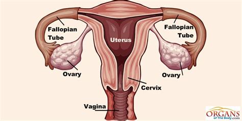 What Are Ovaries Facts Structure And Location In Human Body