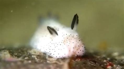 These Insanely Cute Fluffy Sea Slugs Look Just Like Miniature Bunnies