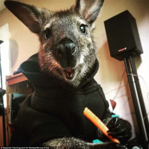 Tasmania classifies them as partly protected, as you can obtained a licence to hunt — but not own — kangaroos. Jack the Wallaby becomes an Instagram sensation with 20,000 followers | Daily Mail Online