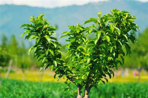 Lotuspflaume winterharte schnellwuchsige obstbaume fur den. Obstbaum für den kleinen Garten » Diese Sorten bleiben niedrig