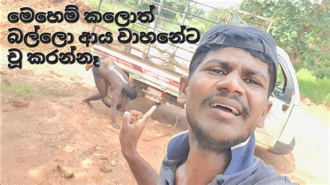 බල්ලොන්ගෙන් රිම් එක පරිස්සම් කරගමු Youtube