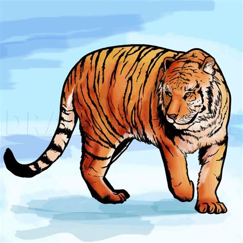 A Step By Step Guide On How To Draw A Bengal Tiger Including Detailed