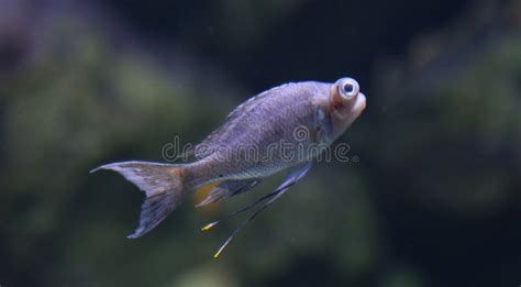 Wild Fish In A Huge Beautiful Aquarium Stock Image Image Of Life