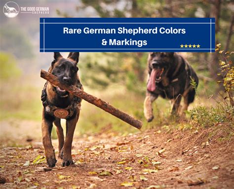 Rare German Shepherd Colors And Markings The Comprehensive List The
