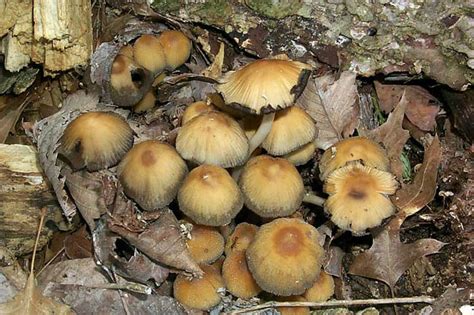 Another Id Request Northwest Ohio Shroom Mushroom Hunting And