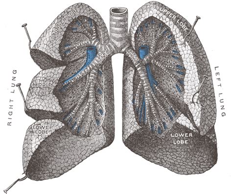 Bronchopulmonary Segment Wikipedia