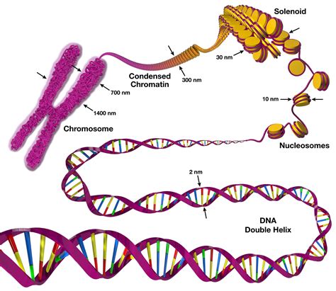 Chromosome Structure การออกแบบแฟชั่น