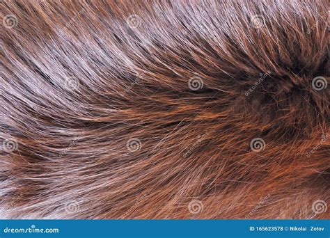 Fur Brown Furry Animal Tanned Skin With Wool Fur Is The Hair Coat Of