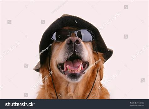 Dog With Hat And Sunglasses Stock Photo 39676705