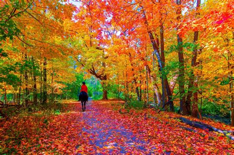 Birch autumn tree wall art décor fall trees modern artwork canvas painting prints pictures home decor for living room dining room bedroom. Slow Ride down Autumn Lane HD Wallpaper | Background Image ...