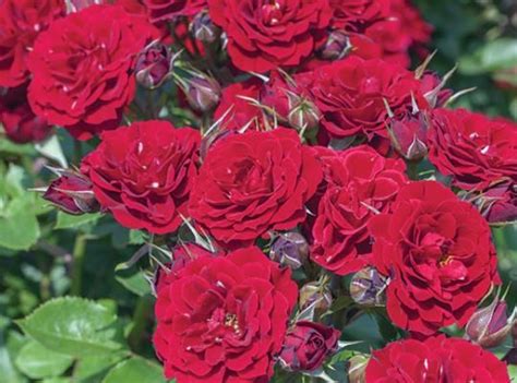 Red Sunblaze Star Roses And Plants Rose Plants Red Roses