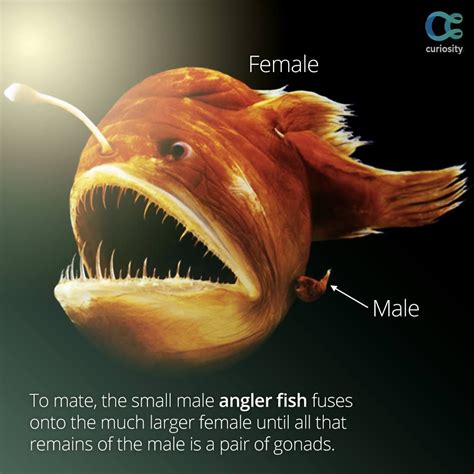 Anglerfish Mating Sexual Parasitism Deep Sea Anglerfish Evolved A