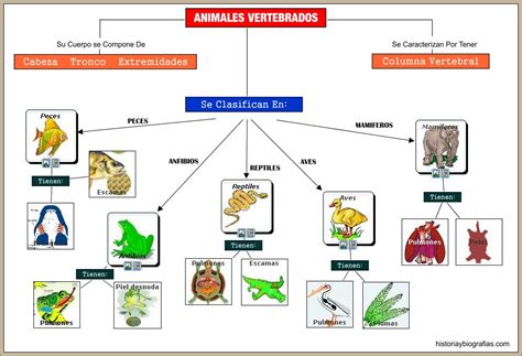 Clasificacion De Los Animales Vertebradoscuadro Sinoptico